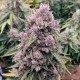 Auto Cinderella Jack feminised GanjaLiveSeeds