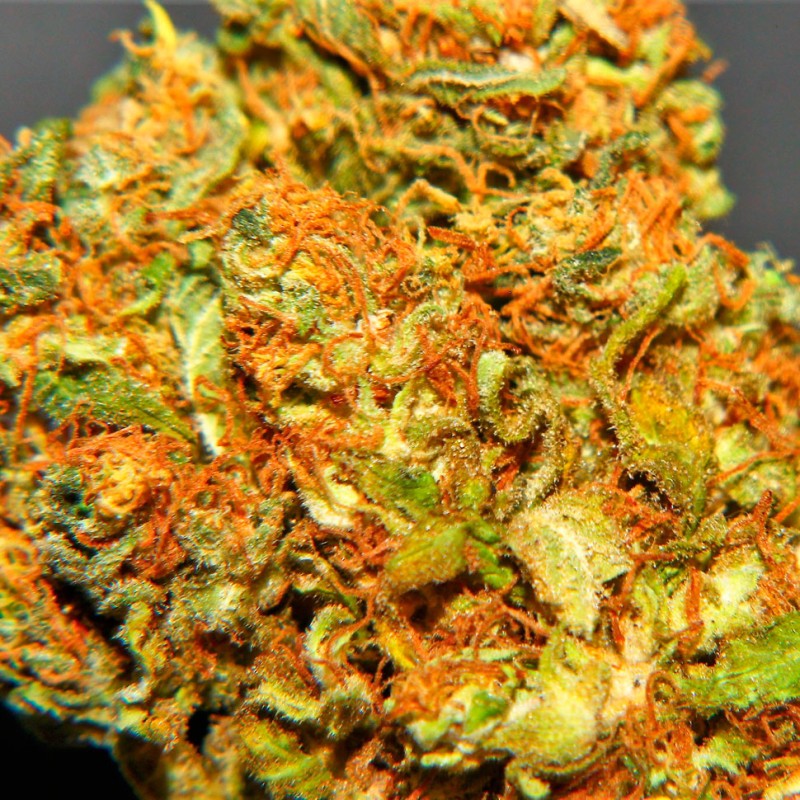 Marmalate feminised Ganja Seeds - 477 насінин