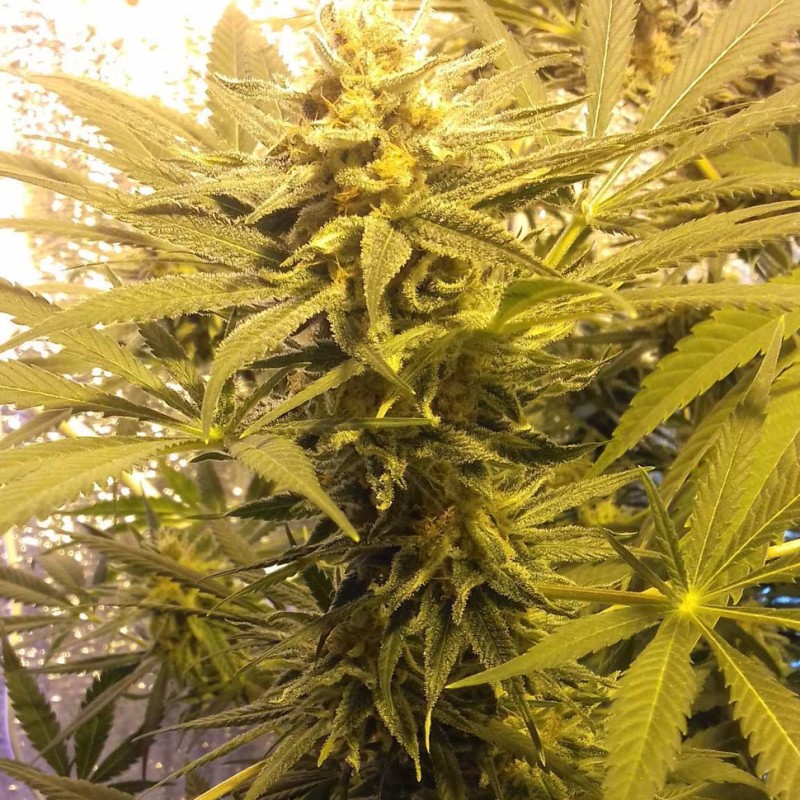 Marmalate feminised Ganja Seeds - 477 насінин