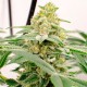 Kerosene Krash feminised Ganja Seeds