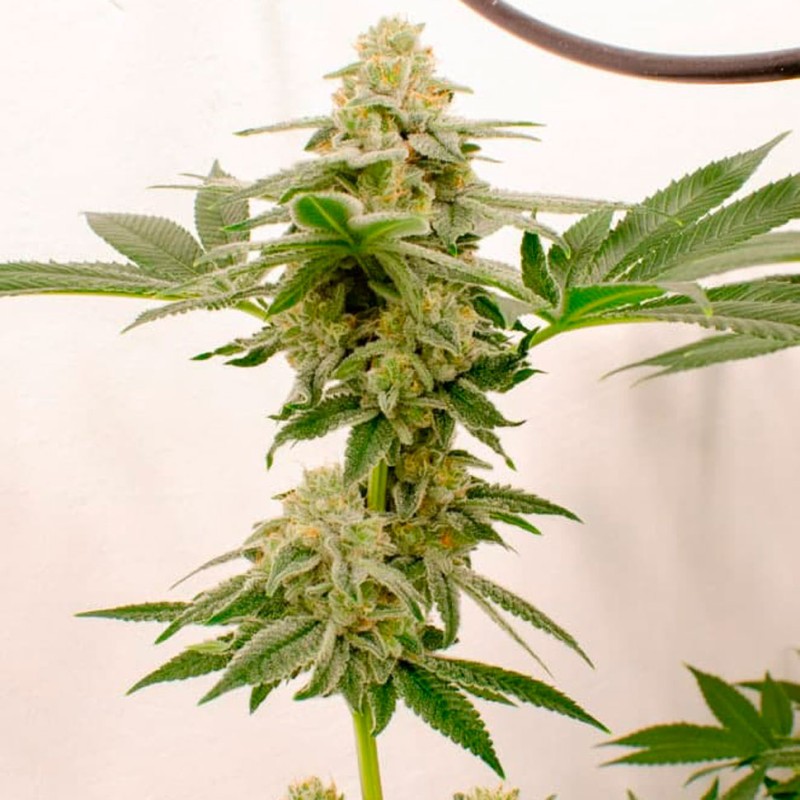 Kerosene Krash feminised Ganja Seeds