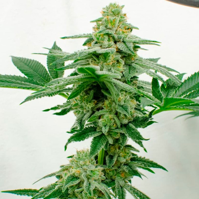 Kerosene Krash feminised Ganja Seeds