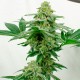 Kerosene Krash feminised Ganja Seeds