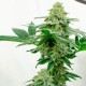 Kerosene Krash feminised Ganja Seeds