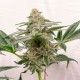 Kerosene Krash feminised Ganja Seeds