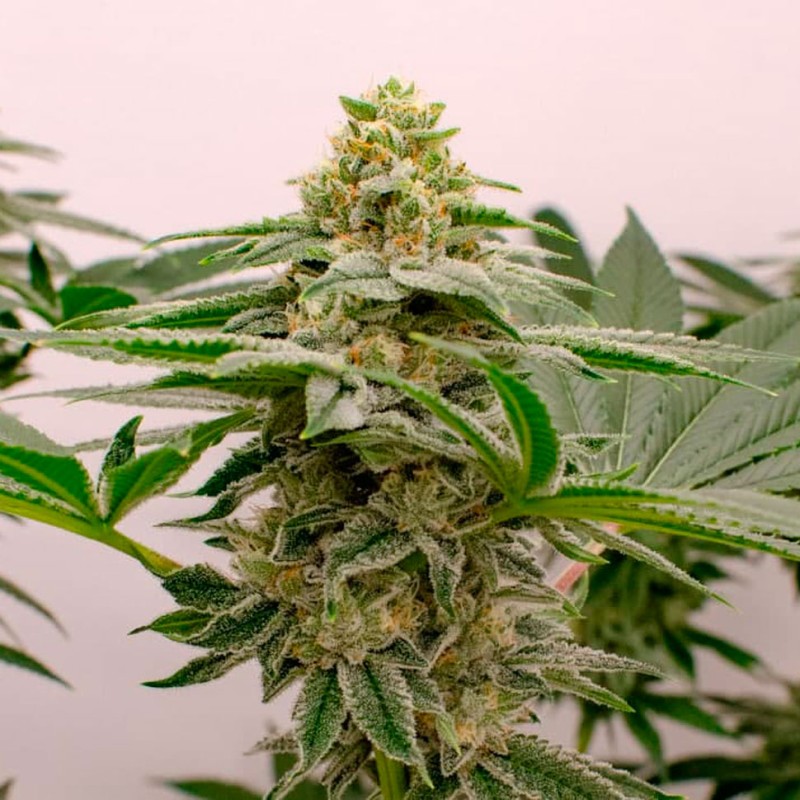Kerosene Krash feminised Ganja Seeds