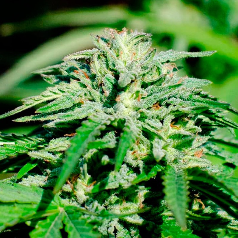 Kerosene Krash feminised Ganja Seeds