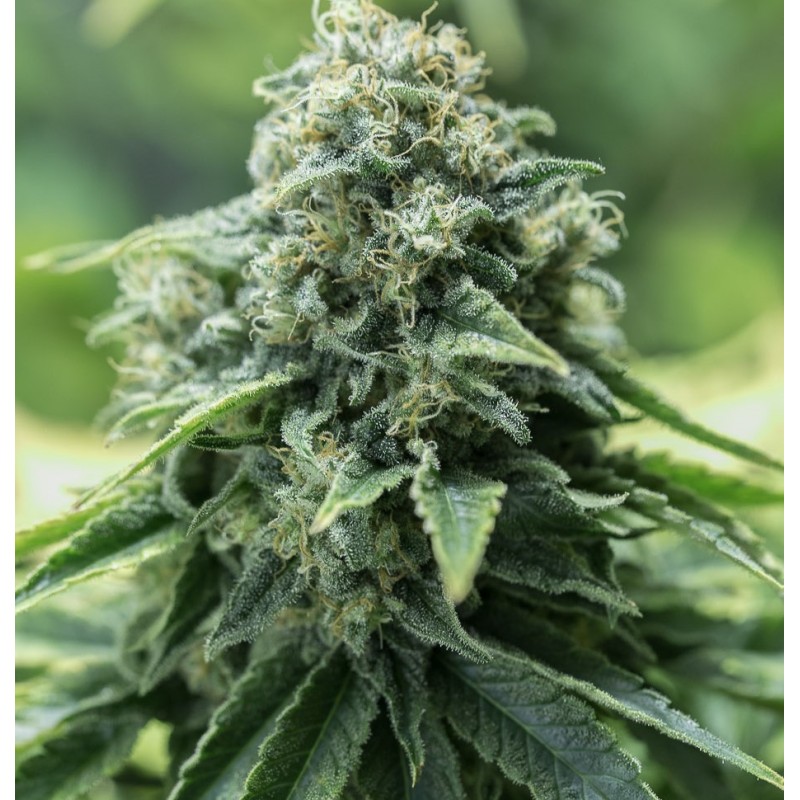 Critical Mass CBD feminised Ganja Seeds