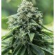Critical Mass CBD feminised Ganja Seeds