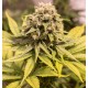 Critical Mass CBD feminised Ganja Seeds