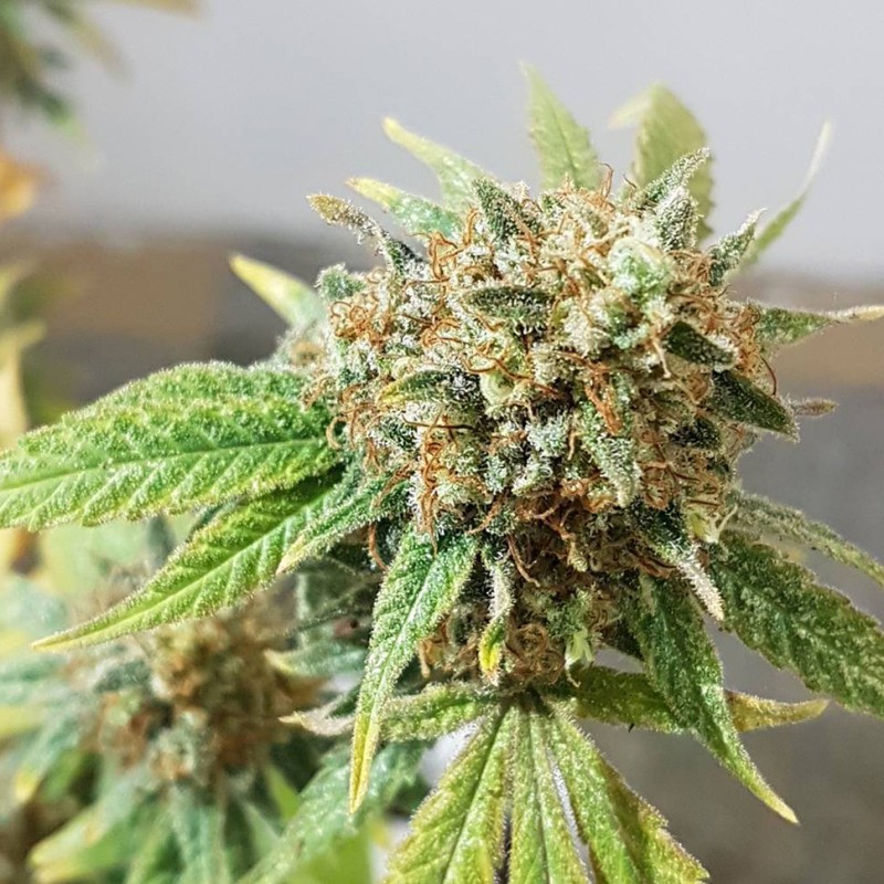 Auto Blueberry feminised Green Silk Road Seeds