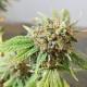 Auto Blueberry feminised Green Silk Road Seeds