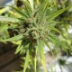 Auto Killer Kush feminised GanjaLiveSeeds