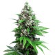 Auto Killer Kush feminised GanjaLiveSeeds