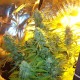 Auto Easy Ryder feminised GanjaLiveSeeds