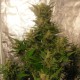 Auto Easy Ryder feminised GanjaLiveSeeds