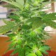 Auto Easy Ryder feminised GanjaLiveSeeds