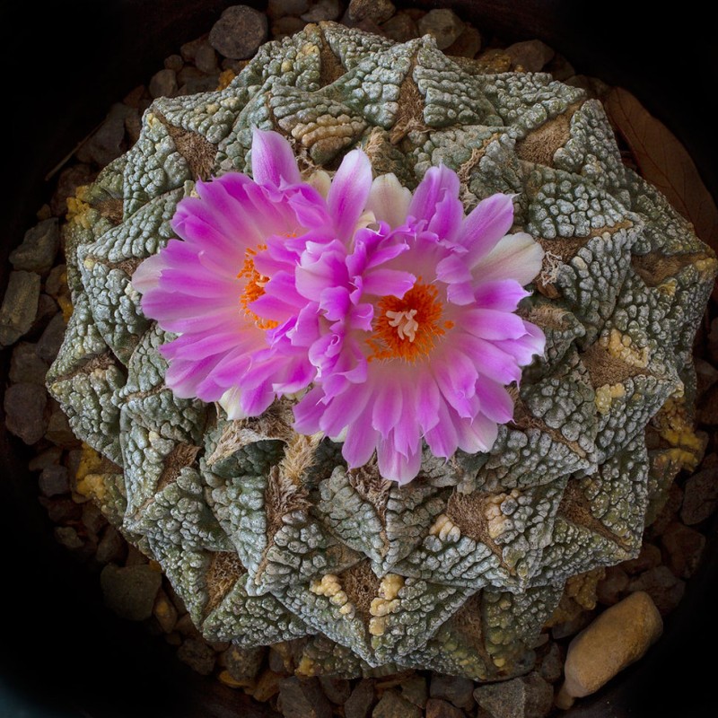 Ariocarpus fissuratus