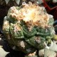 Ariocarpus fissuratus