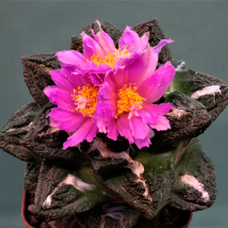Ariocarpus fissuratus