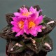 Ariocarpus fissuratus
