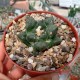 Ariocarpus fissuratus