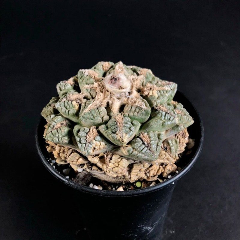 Ariocarpus fissuratus