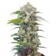 Cream Mandarine feminised Ganja Seeds Fast Version - 777 насінин