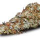 Auto Namor feminised GanjaVIP Seeds