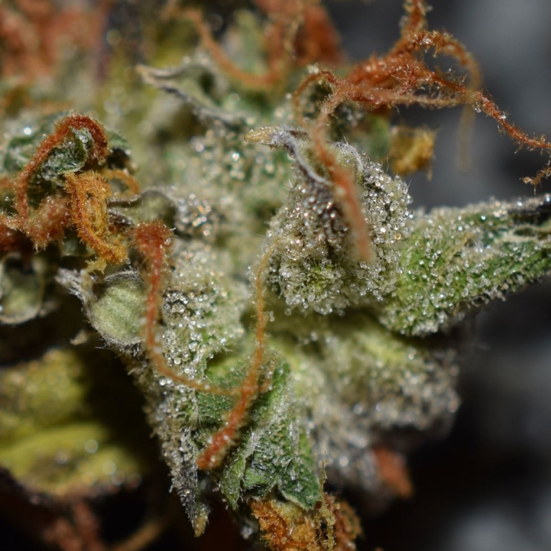Auto Namor feminised GanjaVIP Seeds
