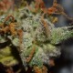 Auto Namor feminised GanjaVIP Seeds