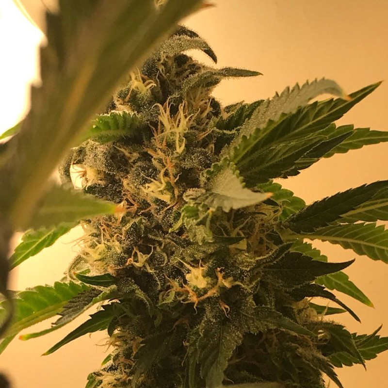 Auto Namor feminised GanjaVIP Seeds