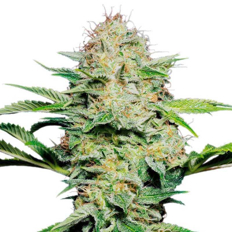 Auto Namor feminised GanjaVIP Seeds
