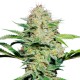 Auto Namor feminised GanjaVIP Seeds