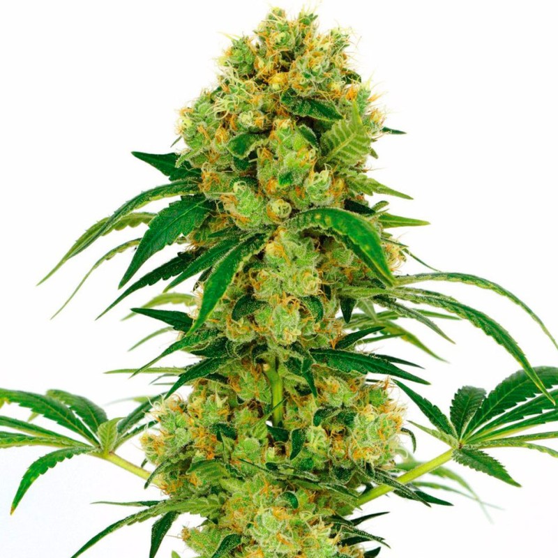 Auto Namor feminised GanjaVIP Seeds