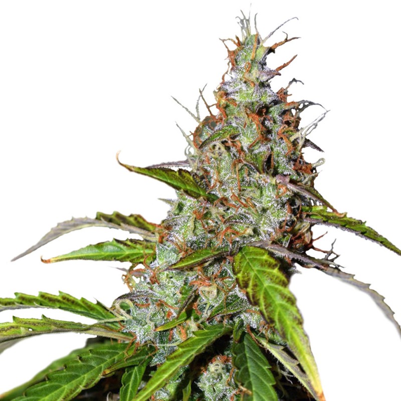 Auto Namor feminised GanjaVIP Seeds