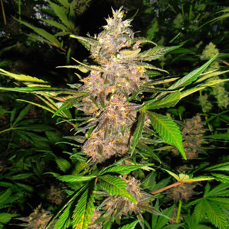 Auto Red Poison feminised Ganja Seeds - 2 насінини