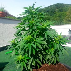 Auto Super Skunk feminised GanjaLiveSeeds