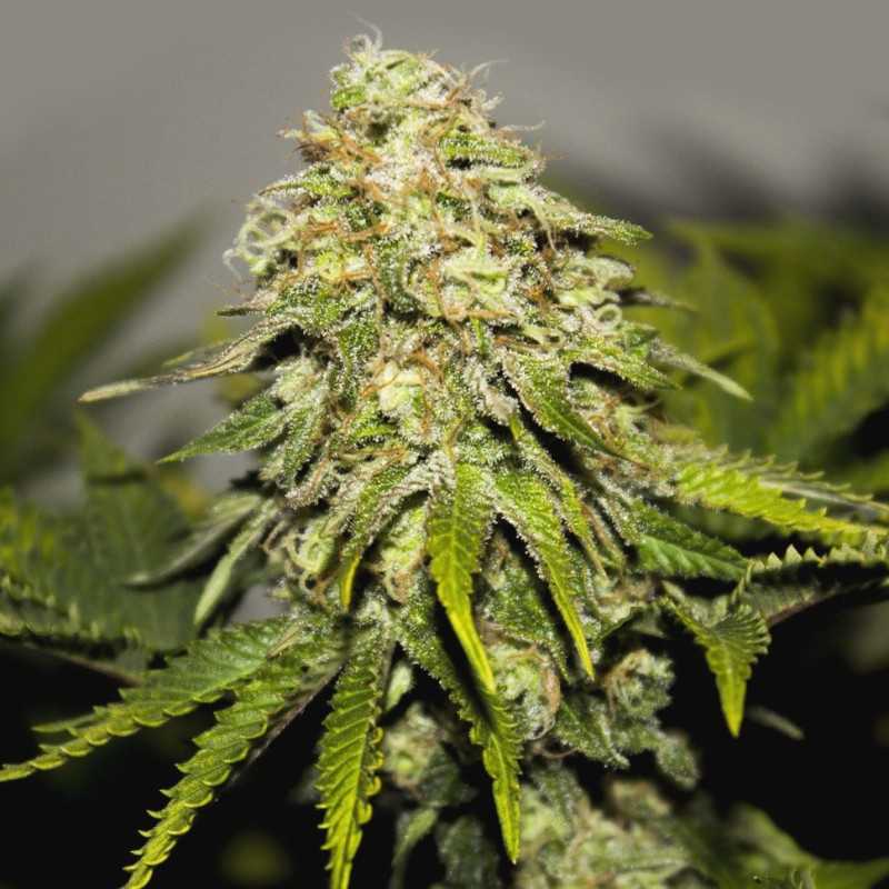 Auto Critical feminised Green Silk Road Seeds