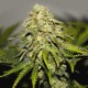 Auto Critical feminised Green Silk Road Seeds