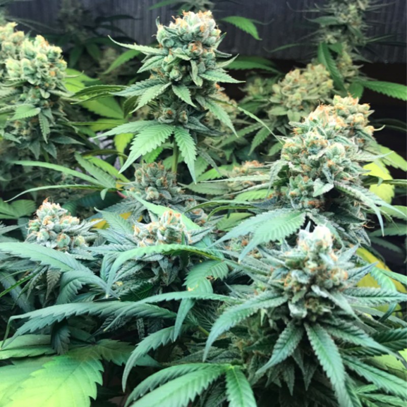 Afghan Kush feminised GanjaLiveSeeds