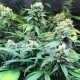 Afghan Kush feminised GanjaLiveSeeds