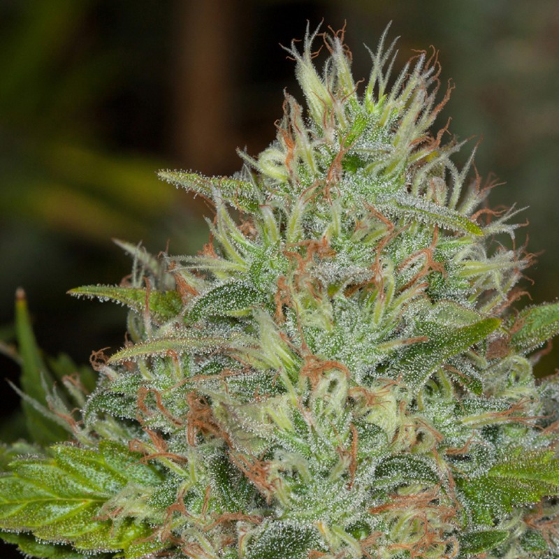 Afghan Kush feminised GanjaLiveSeeds