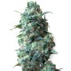 Afghan Kush feminised GanjaLiveSeeds