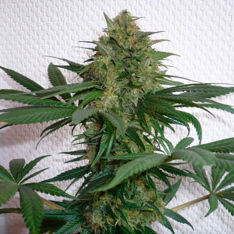 Auto Mohan Ram feminised Ganja Seeds - 4 насінини