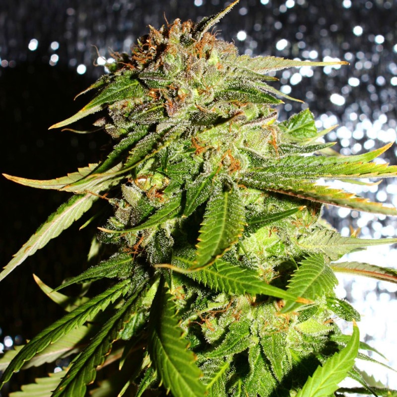 Auto Mohan Ram feminised Ganja Seeds - 4 насінини