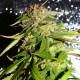 Auto Mohan Ram feminised Ganja Seeds - 4 насінини