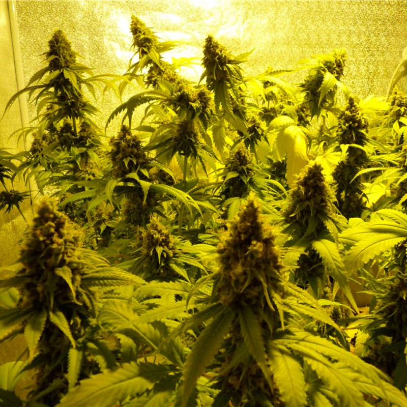 Auto Mohan Ram feminised Ganja Seeds - 4 насінини