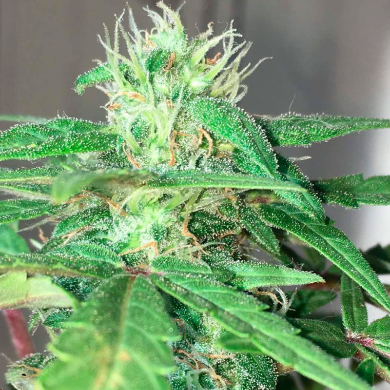 Auto Mohan Ram feminised Ganja Seeds - 4 насінини