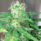 Auto Mohan Ram feminised Ganja Seeds - 4 насінини